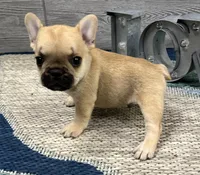 Link🐾Red🐾BGF, a male French Bulldog for sale in Richmond, KY – Photo 4 of 4