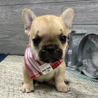 Link🐾Red🐾BGF, a male French Bulldog for sale in Richmond, KY – Photo 3 of 4