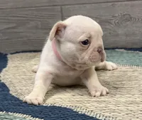 Peaches 🐾Cream🐾BGF, a female French Bulldog for sale in Richmond, KY – Photo 2 of 4