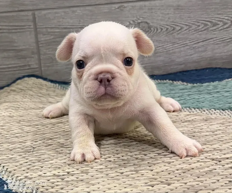 Peaches 🐾Cream🐾BGF – French Bulldog puppy for sale in Richmond, KY