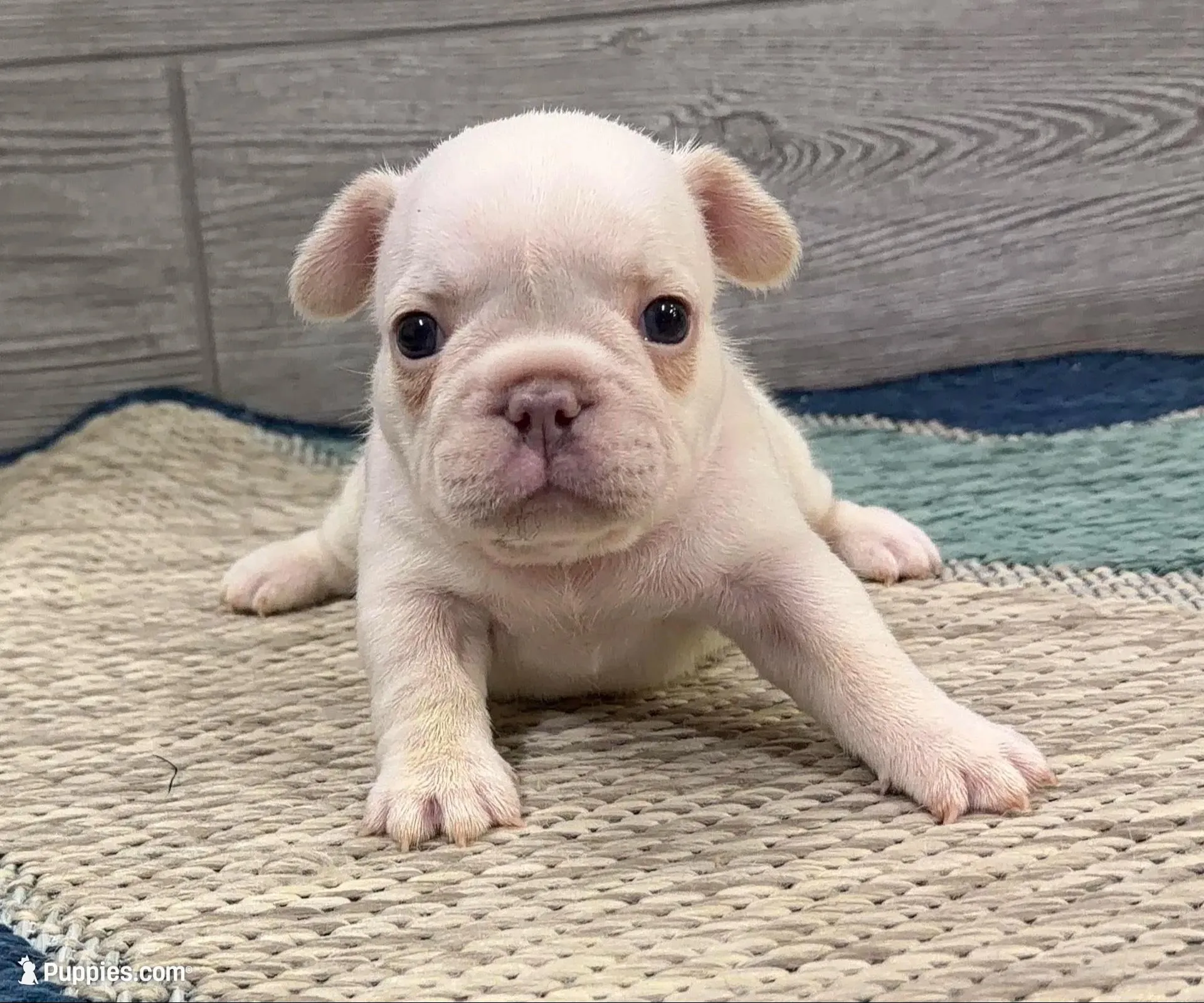 Peaches 🐾Cream🐾BGF, a female French Bulldog for sale in Richmond, KY – Photo 1 of 4