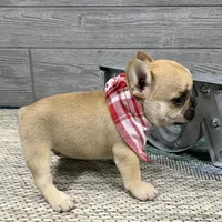 Link🐾Red🐾BGF, a male French Bulldog for sale in Richmond, KY – Photo 2 of 4