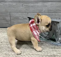 Link🐾Red🐾BGF, a male French Bulldog for sale in Richmond, KY – Photo 2 of 4