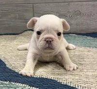 Peaches 🐾Cream🐾BGF, a female French Bulldog for sale in Richmond, KY – Photo 3 of 4