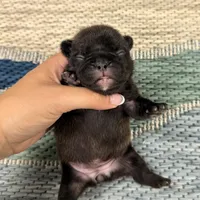 Aspen- Black, a female French Bulldog for sale in Richmond, KY – Photo 2 of 4