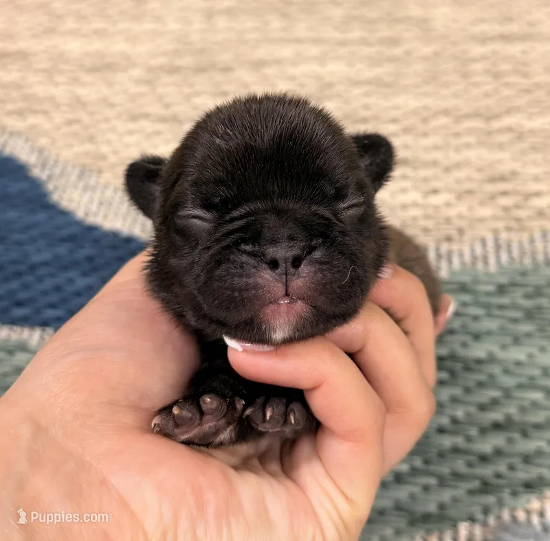 Aspen- Black – French Bulldog puppy for sale in Richmond, KY