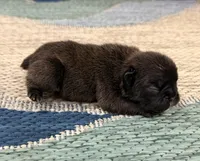 Aspen- Black, a female French Bulldog for sale in Richmond, KY – Photo 3 of 4