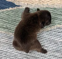 Aspen- Black, a female French Bulldog for sale in Richmond, KY – Photo 4 of 4