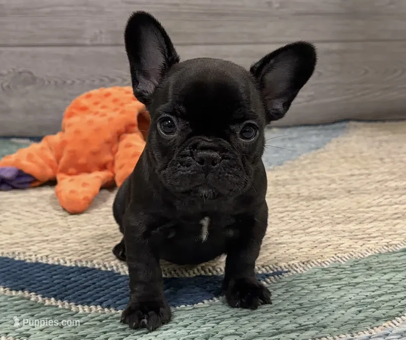 Annie- Brindle  – French Bulldog puppy for sale in Richmond, KY