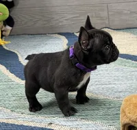 Alice 🐾Brindle🐾BGF, a female French Bulldog for sale in Richmond, KY – 5 of 5