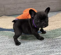 Alice 🐾Brindle🐾BGF, a female French Bulldog for sale in Richmond, KY – 2 of 5
