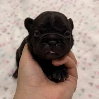 Libby- Black, a female French Bulldog for sale in Richmond, KY – 4 of 5