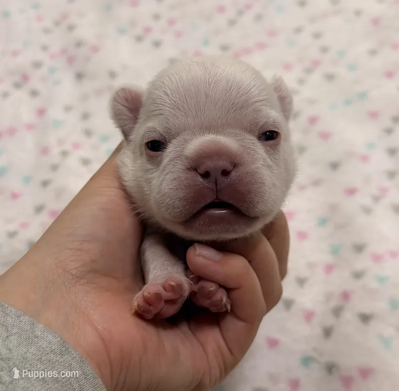 Lucky- Cream – French Bulldog puppy for sale in Richmond, KY