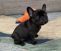 Annie- Brindle , a female French Bulldog for sale in Richmond, KY – 2 of 6