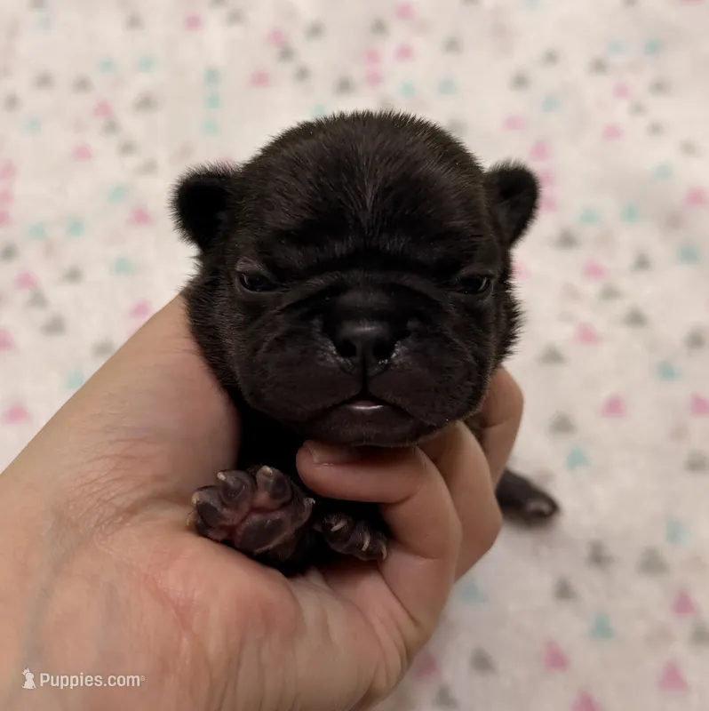 Lola- Black – French Bulldog puppy for sale in Richmond, KY