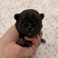 Lola- Black, a female French Bulldog for sale in Richmond, KY – 1 of 5