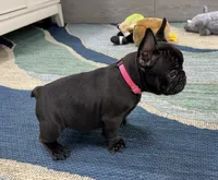 Annie- Brindle , a female French Bulldog for sale in Richmond, KY – 6 of 6
