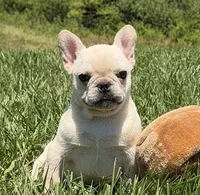 Lance- Cream, a male French Bulldog for sale in Richmond, KY – 2 of 5