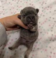 Lightning- blue tan point, a male French Bulldog for sale in Richmond, KY – 5 of 6