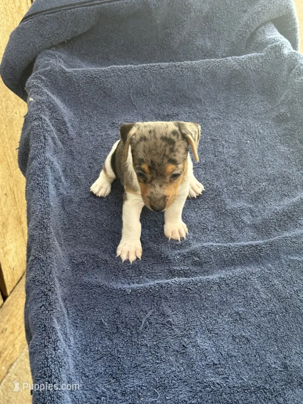 Blue/Shirley – Jack Russell Terrier puppy for sale in Nicholasville, KY