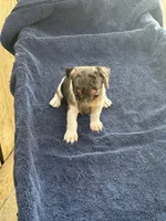 Blue/Shirley, a female Jack Russell Terrier for sale in Nicholasville, KY – 1 of 4