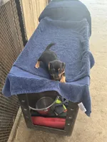 Blue/Shirley, a female Jack Russell Terrier for sale in Nicholasville, KY – 4 of 4
