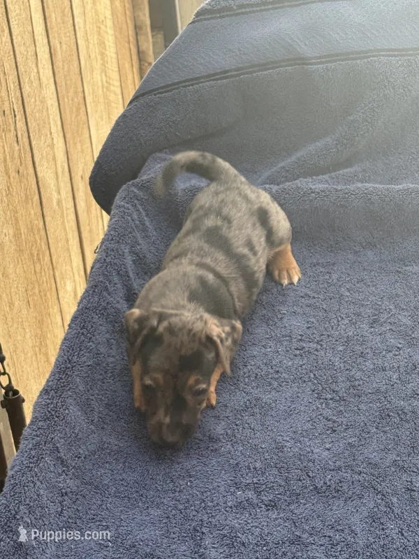 Blue/Shirley – Jack Russell Terrier puppy for sale in Nicholasville, KY