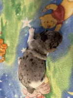 Roxy/Frank, a female Jack Russell Terrier for sale in Nicholasville, KY – Photo 4 of 4