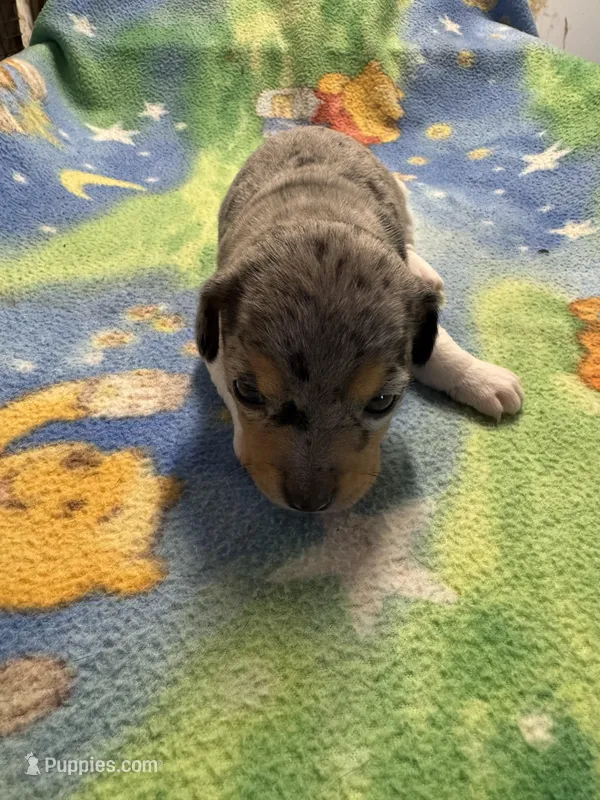 Roxy/Frank – Jack Russell Terrier puppy for sale in Nicholasville, KY