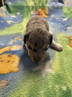 Roxy/Frank, a female Jack Russell Terrier for sale in Nicholasville, KY – Photo 1 of 4