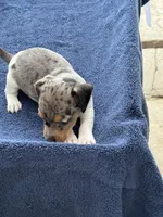 Roxy/Frank, a female Jack Russell Terrier for sale in Nicholasville, KY – 3 of 6