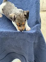 Roxy/Frank, a female Jack Russell Terrier for sale in Nicholasville, KY – 4 of 6