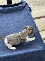 Roxy/Frank, a female Jack Russell Terrier for sale in Nicholasville, KY – 6 of 6