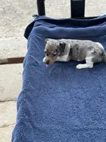 Roxy/Frank, a female Jack Russell Terrier for sale in Nicholasville, KY – 5 of 6