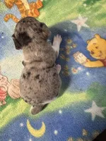 Roxy/Frank, a female Jack Russell Terrier for sale in Nicholasville, KY – Photo 3 of 4