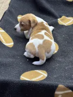 Dixie/Blue, a male Jack Russell Terrier for sale in Nicholasville, KY – 3 of 3