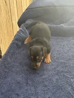 Blue/Shirley, a female Jack Russell Terrier for sale in Nicholasville, KY – 1 of 4