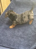 Blue/Shirley, a male Jack Russell Terrier for sale in Nicholasville, KY – 2 of 4