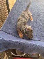 Blue/Shirley, a male Jack Russell Terrier for sale in Nicholasville, KY – 3 of 4