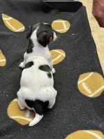Dixie/Blue, a female Jack Russell Terrier for sale in Nicholasville, KY – 2 of 2