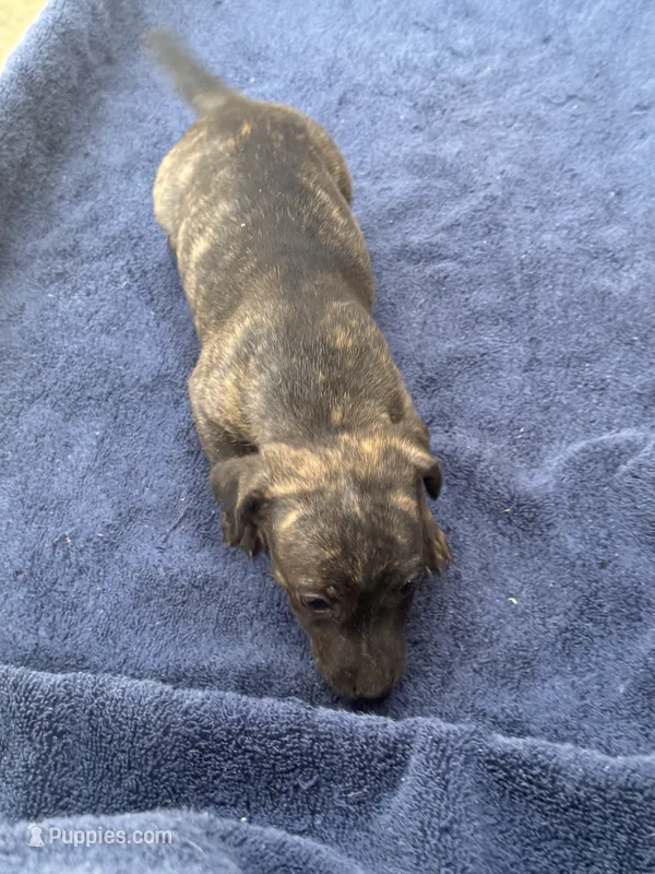 Wayne/Rose – Jack Russell Terrier puppy for sale in Nicholasville, KY