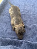 Wayne/Rose, a female Jack Russell Terrier for sale in Nicholasville, KY – 1 of 3
