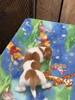 processed/65b11f87-a4cb-4967-98bd-b23c457fa109/listing/2b88018c-a068-48ad-b107-629ba2cae4eb/8ba3682c-7bf3-4569-ac66-0cedc75623a7