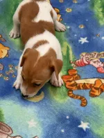 processed/65b11f87-a4cb-4967-98bd-b23c457fa109/listing/2b88018c-a068-48ad-b107-629ba2cae4eb/9de147a3-f61a-4f0c-9f1b-52f3df56d242