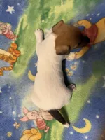 Ms Red/Buss, a female Jack Russell Terrier for sale in Nicholasville, KY – Photo 3 of 4