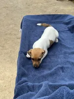 Ms Red/Buss, a female Jack Russell Terrier for sale in Nicholasville, KY – 4 of 6