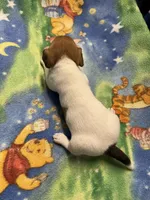 Ms Red/Buss, a female Jack Russell Terrier for sale in Nicholasville, KY – Photo 2 of 4