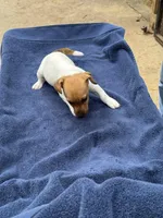 Ms Red/Buss, a female Jack Russell Terrier for sale in Nicholasville, KY – 5 of 6