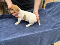 Ms Red/Buss, a female Jack Russell Terrier for sale in Nicholasville, KY – 6 of 6