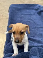 Ms Red/Buss, a female Jack Russell Terrier for sale in Nicholasville, KY – 3 of 6